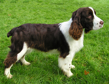 English Springer Spaniel by Wikimedia Commons