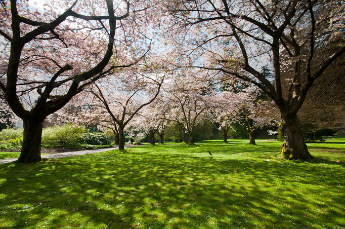 Stanley Park Vancouver Cherry Blossoms