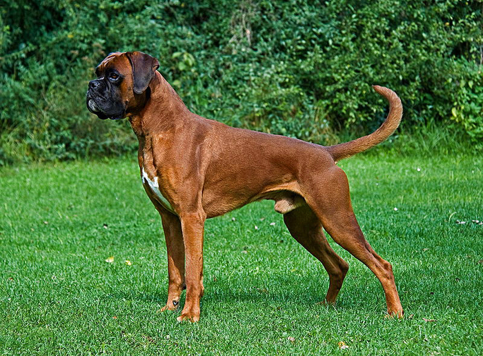 Boxer by Wikimedia Commons