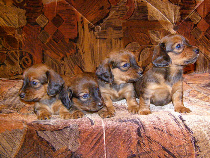 Dachshund puppies by Wikimedia Commons