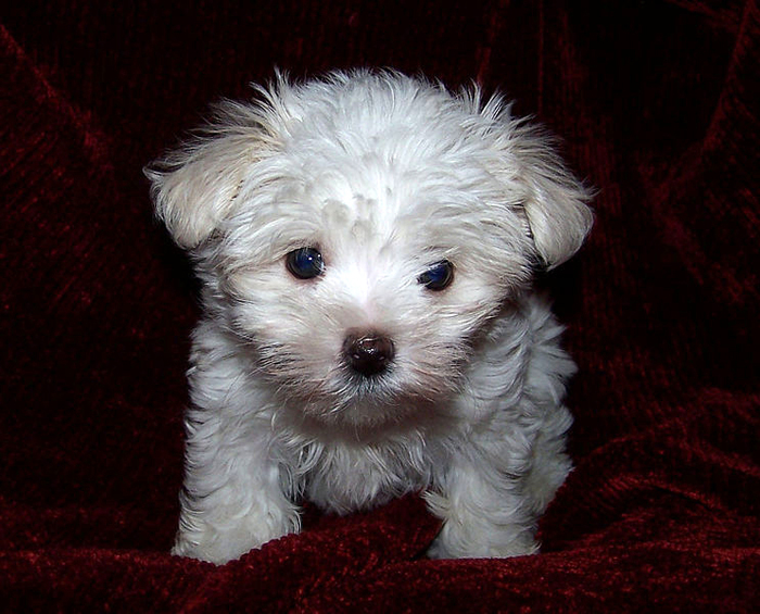 Maltese Puppy by Wikimedia Commons