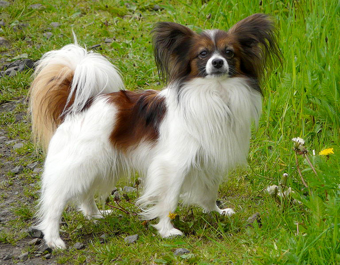 Papillon by Wikimedia Commons