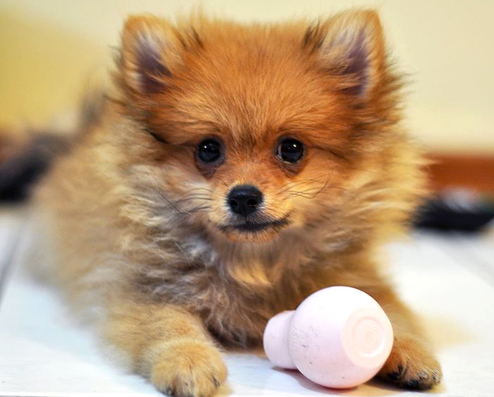 Pomeranian Puppy by Wikimedia Commons
