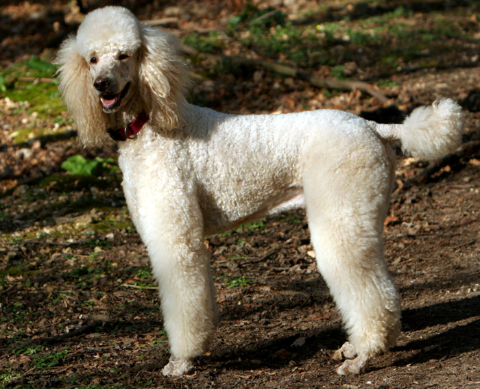 Poodle by Wikimedia Commons