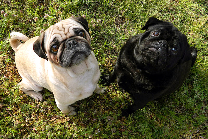 Pugs by Wikimedia Commons