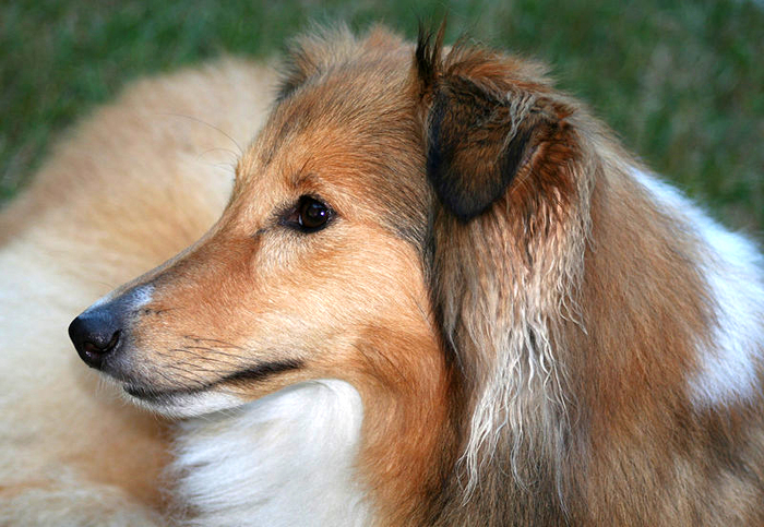 Shanti shetland sheepdog by Wikimedia Commons