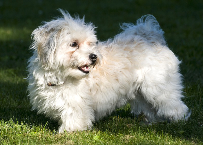 The Havanese by Wikimedia Commons