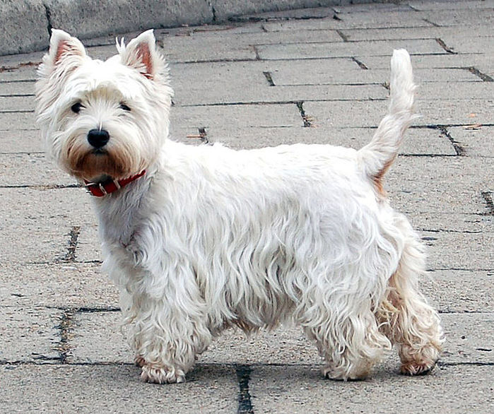 West Highland White Terrier by Wikimedia Commons