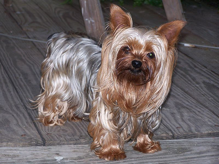 Yorkshire Terrier by Wikimedia Commons