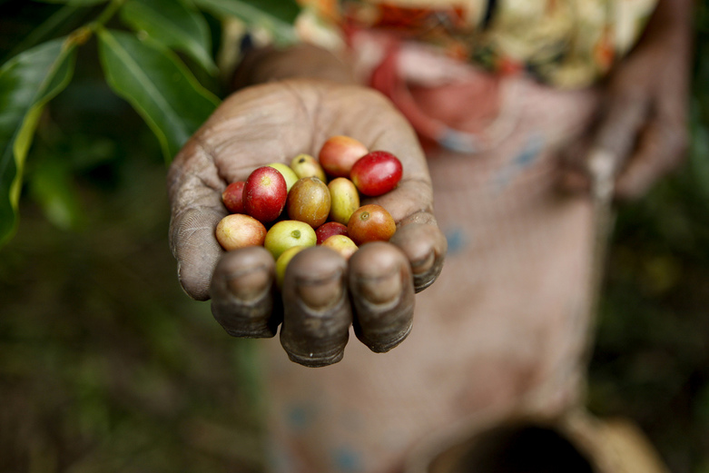 Coffee beans by United Nations Photo