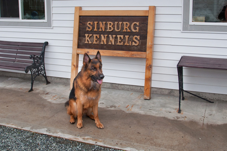 German Shepherd in Sinburg Kennels Boarding and Training Resort by Kevin Eng