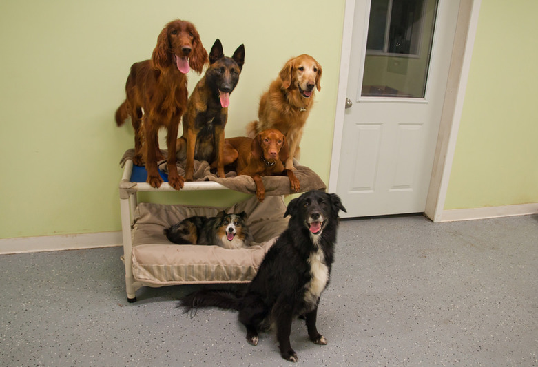 Happy Dogs from A Dogs Life K9 Center