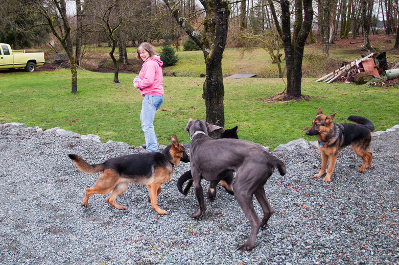 Karen taking the dogs for a walk Sinburg Kennels