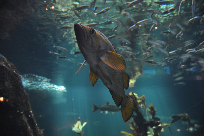 Vancouver Aquarium by abdallah