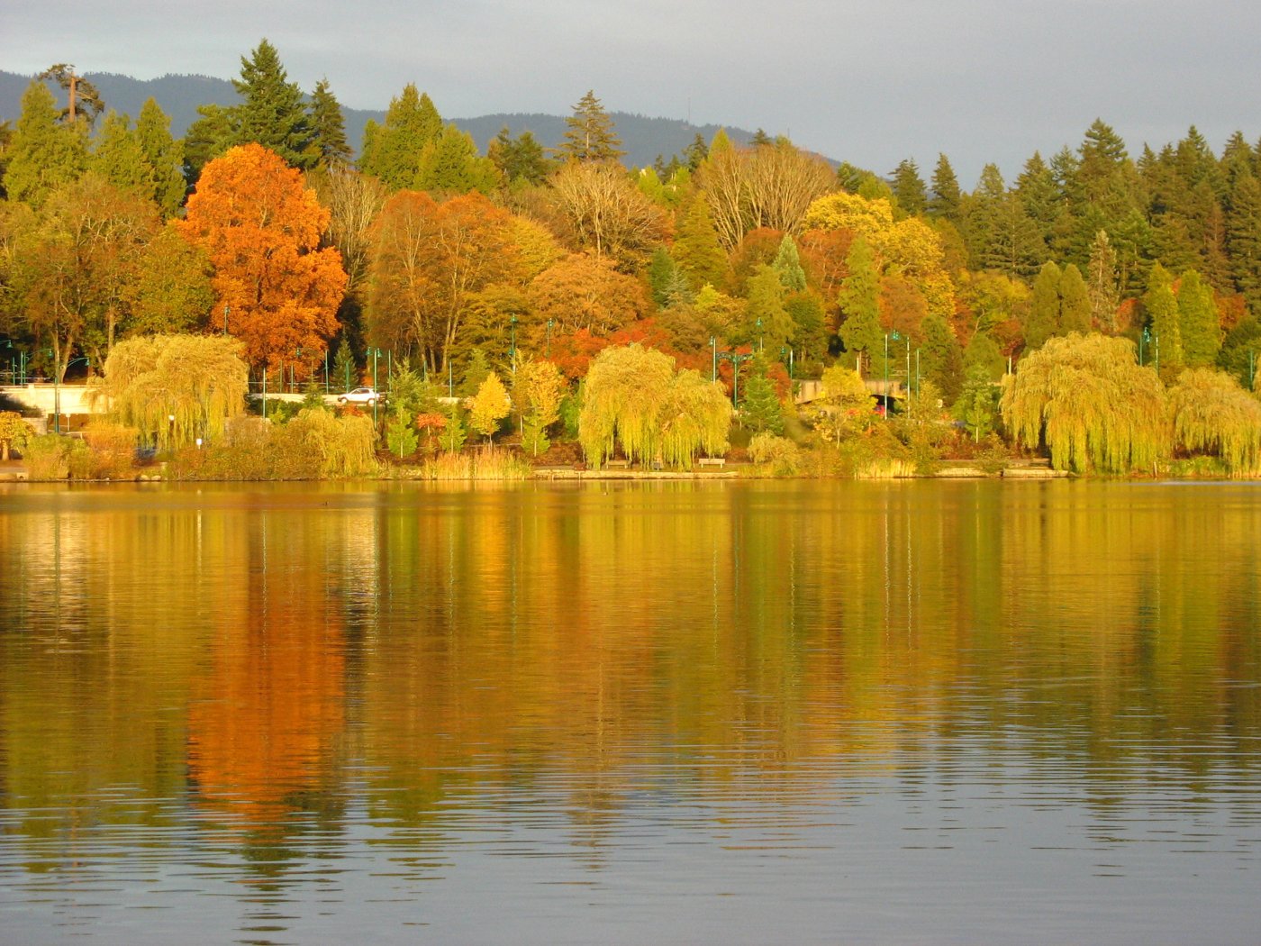 Autumn foliage on the north side of Lost Lagoon (Stanley Park)