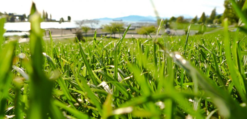 Field of green