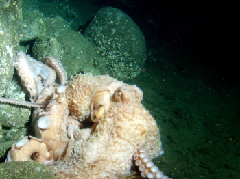 Giant Pacific Octopus by National Oceanic and Atmospheric Administration