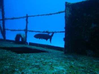 Wreck Diving by TS Lane