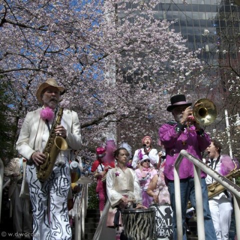 Vancouver Cherry Blossom Tree Festival1