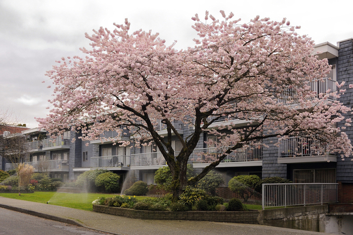 Kitsilano street with Japanese cherry trees