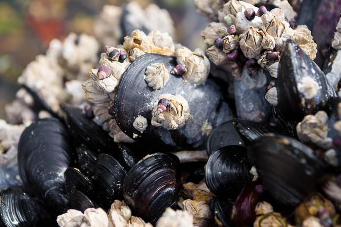 Shells of mussels and barnacles