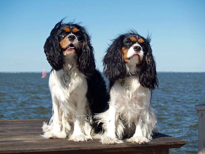 King Charles Spaniels by Wikimedia Commons