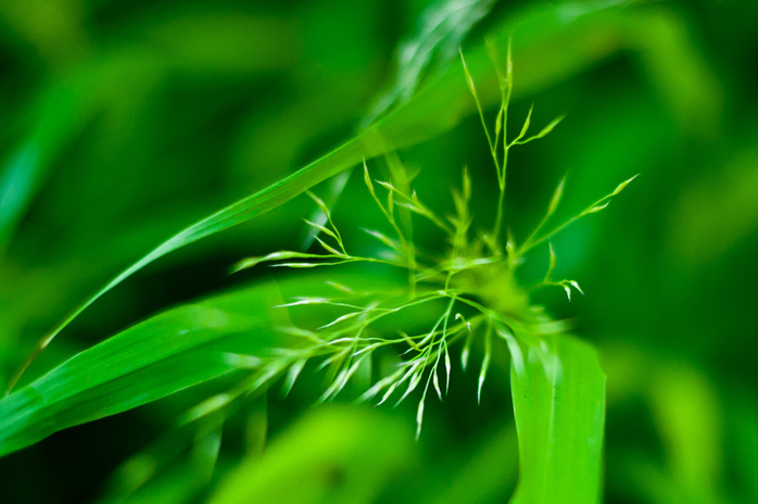 Green Grass Macro Shot