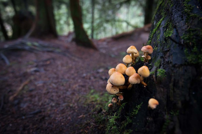 Mushrooms Conifer Tuft Lynn Canyon Park