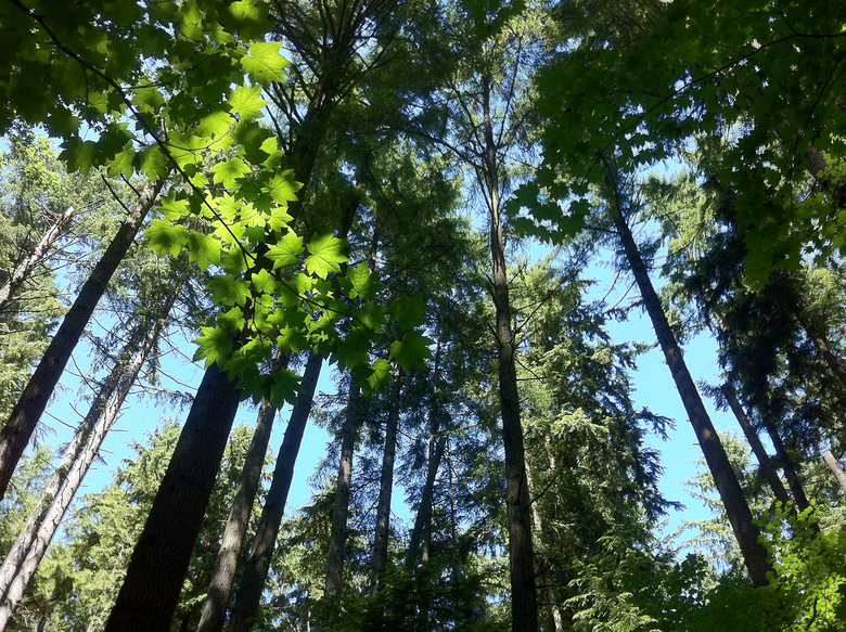 Trees In Pacific Spirit Regional Park By Irenelee