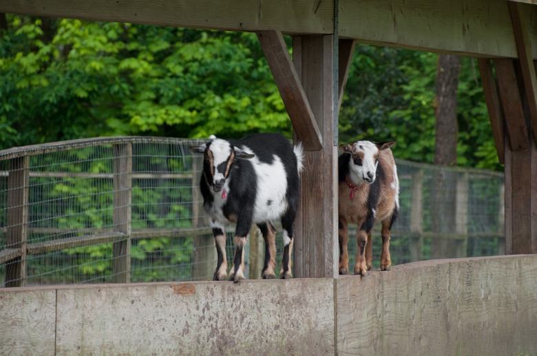 7 Goats are just some of the animals you can meet