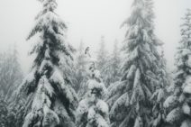 A gray bird on a white snowy tree